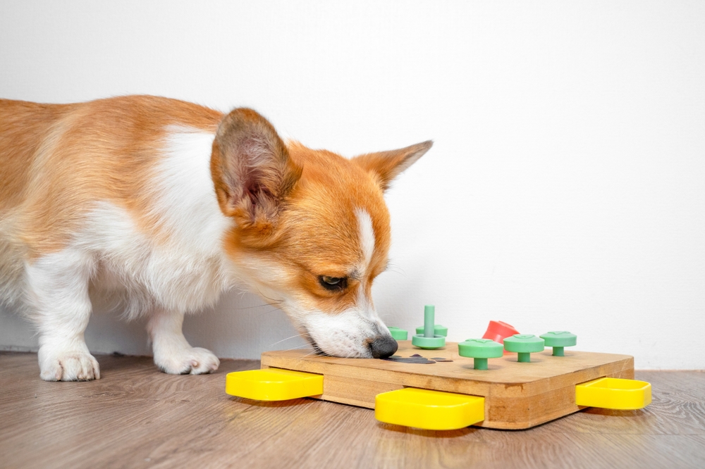 Corgi dog in play bow position during interactive training or play session